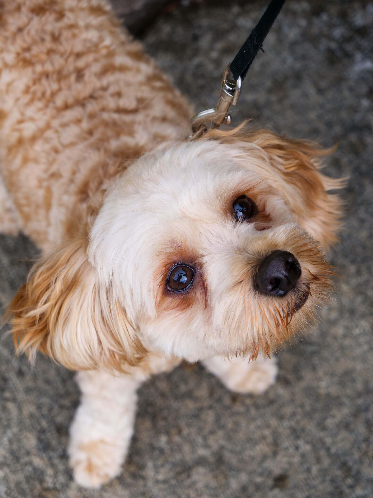 Why Spaying and Neutering is Important for Your Pet Wilderness Animal