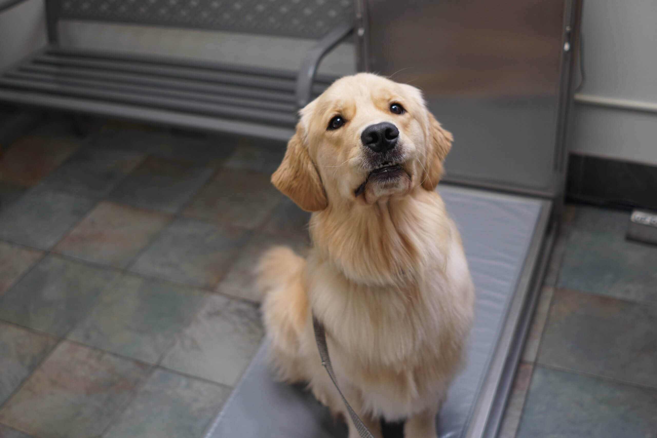 Preventing Anxiety in Dogs - Wilderness Animal Hospital
