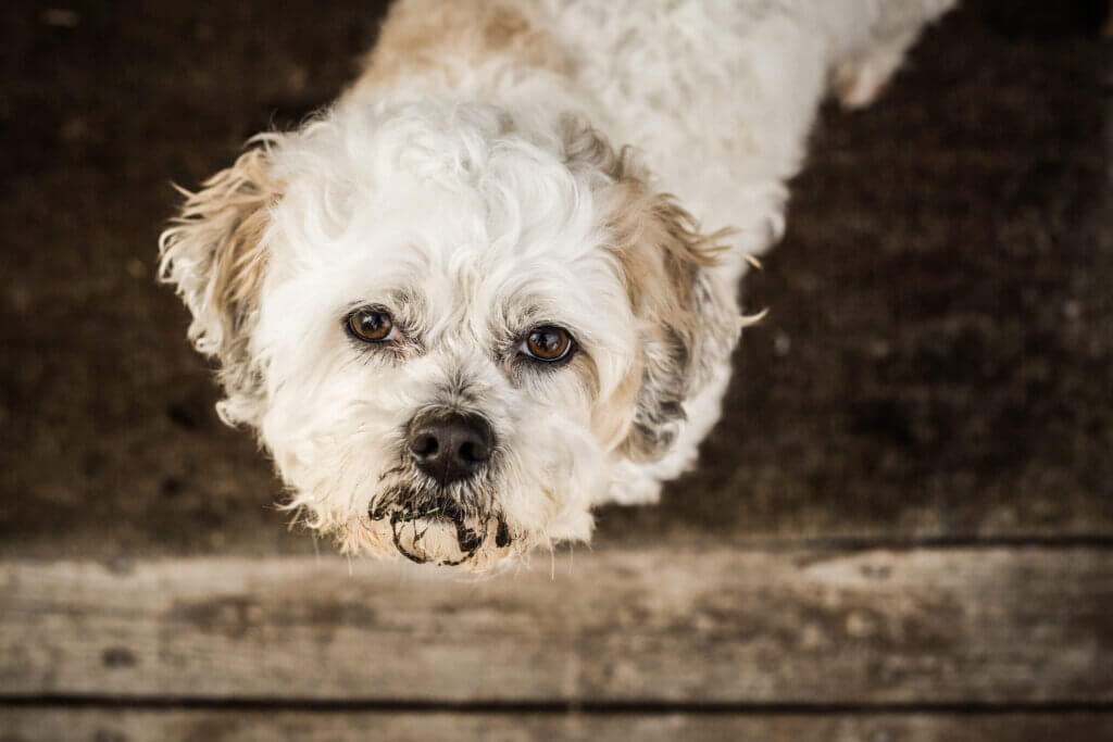 New Pet Patient - Wilderness Animal Hospital