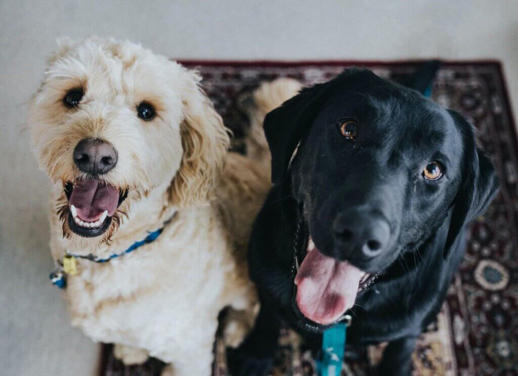 Pet Appointments - Wilderness Animal Hospital