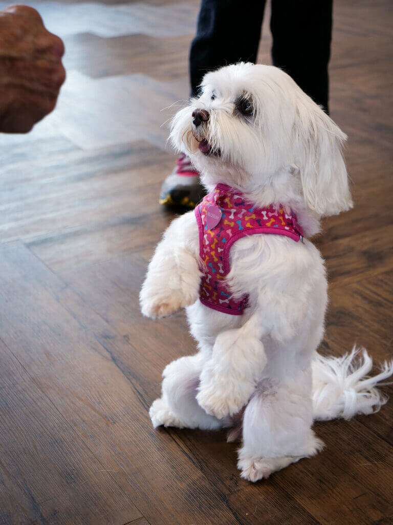 Wilderness Animal Hospital