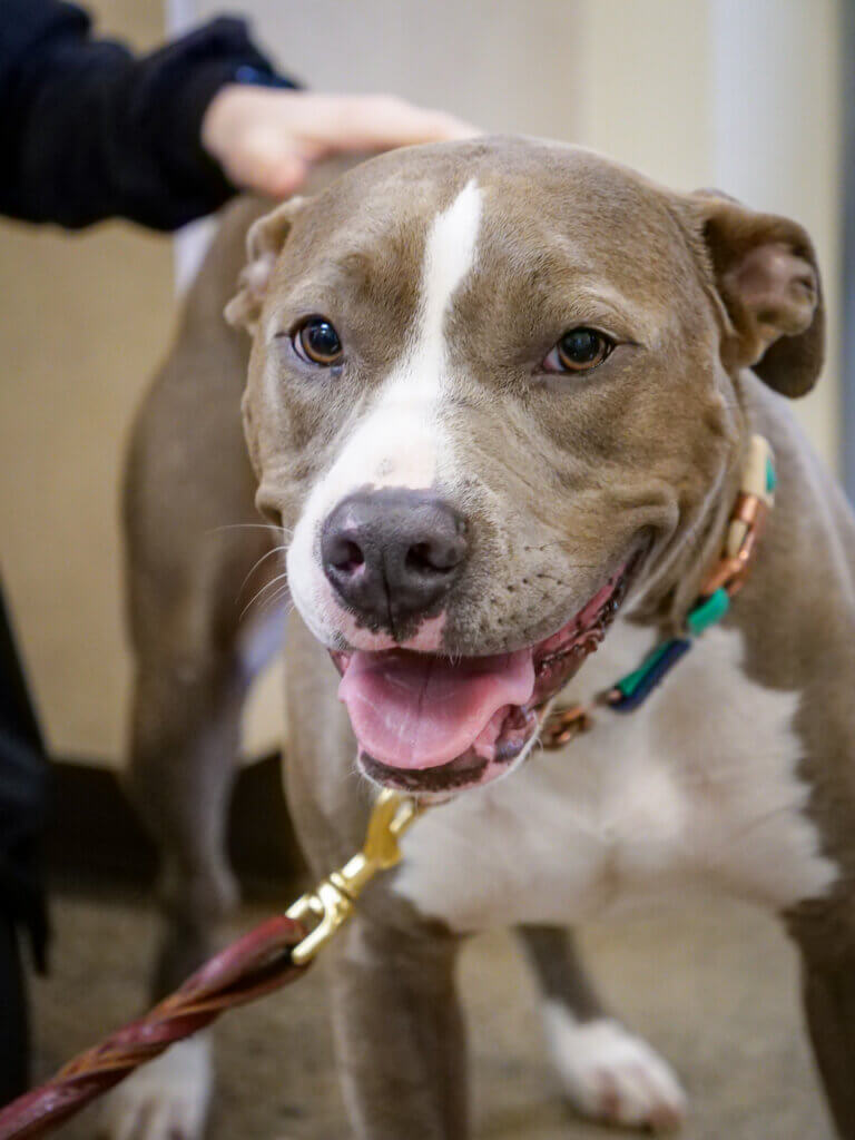 Wilderness Animal Hospital